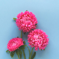 Beautiful bright pink flowers on blue background. Square format. Top view.