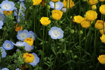 デイジーの黄い花とネモフィラの青い花