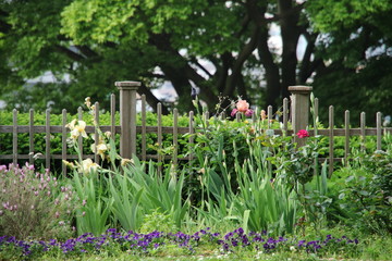 庭の柵と花々
