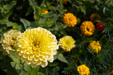 Beautiful yellow Common Zinnia (Zinnia elegans) in garden