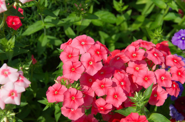 close-up of beautiful bright pink, red and purple phlox flowers
