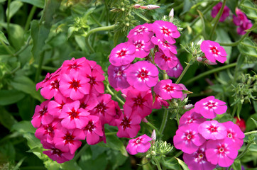 close-up of beautiful bright pink, red and purple phlox flowers