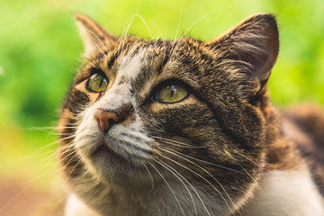 very close-up portrait of a domestic cat