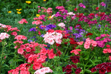 Fototapeta premium beautiful background of bright bushes of pink, red and purple phloxes flowers