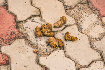 a bunch of dog poop on the sidewalk