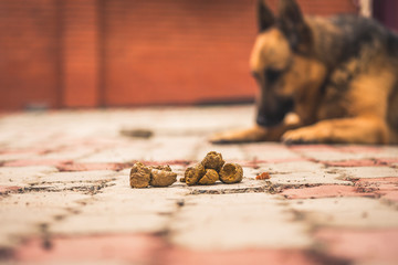 dog poop in the yard. the dog was pooping.