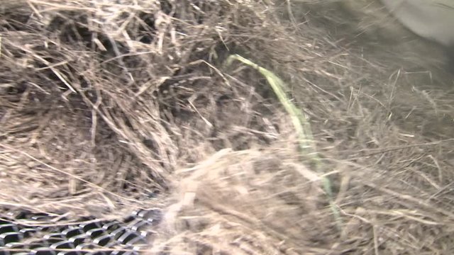 Short flax fiber. Horizontal dry flax fibers, production of linen fabrics