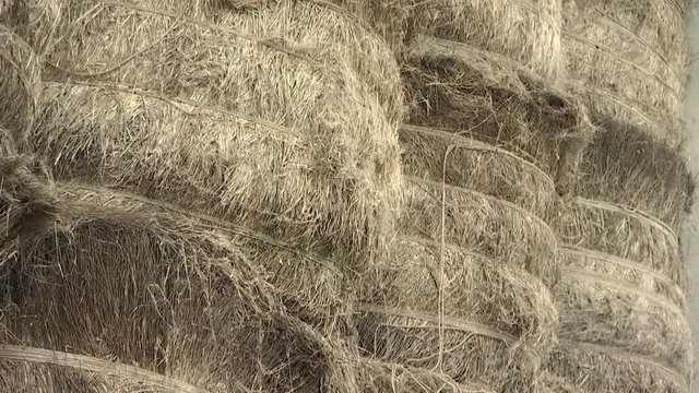 Rural farming. Stock of flax bales.