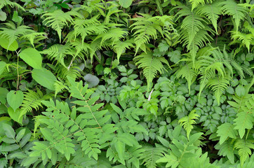 緑の葉っぱ　雑草