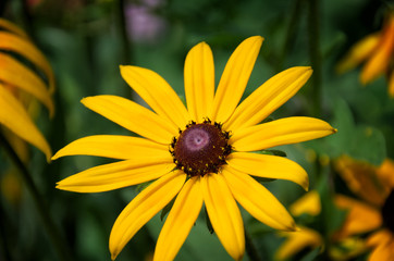 closeup big beautiful bright yellow rudbeckia (Black-eyed-susans Coneflowers) flowers on dark green background