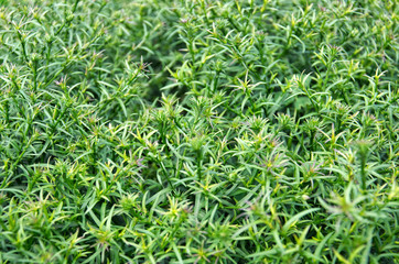 Green leaves background and texture. small garden plants with spiky leaves. there is a place for text