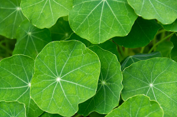 Fototapeta na wymiar big bright round green textured leaves of garden plants form a background