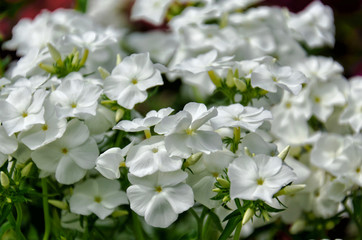 close-up of beautiful white phlox flowers on a blurred background