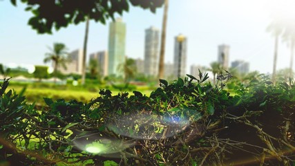 A beautiful view from inside Alma'ady Island in Cairo .