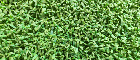 top view of growing plant for background            