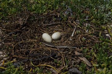 yelow-footed Booby (Sula leucogaster )  unhatched egg in nest, , Los Roques National Park