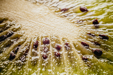 macro of fresh tasty healthy colorful fruit
