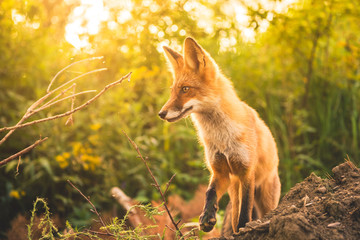 portrait of beautiful wild red fox in the forest 