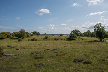 Obraz premium Live stock of sheeps and cows at the viking burial mounds on the island Adelsö at the viking town on the island Birka close to Stockholm