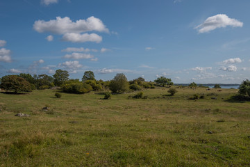 Live stock of sheeps and cows at the viking burial mounds on the island Adelsö at the viking town on the island Birka close to Stockholm