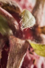 closeup of fresh strawberry