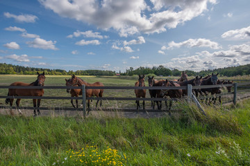 Fototapeta na wymiar Race horses resting in a meadow in Stockholm