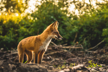 Fototapeta premium beautiful wild red fox in the forest 