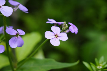 Beautiful Purple Flowers found in the forest