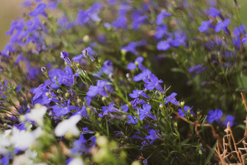 Lobelia flowers shot with Helios 44-3 retro lens