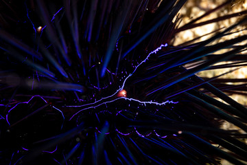 Sea urchins, or simply urchins, are typically spiny, globular animals, echinoderms in the class Echinoidea