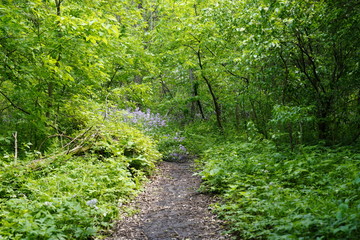 Obraz premium A beautiful nature walk in a Forest in the Summer