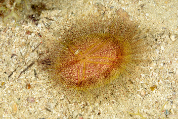 Sea urchins, or simply urchins, are typically spiny, globular animals, echinoderms in the class...