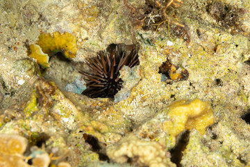 Naklejka na ściany i meble Sea urchins, or simply urchins, are typically spiny, globular animals, echinoderms in the class Echinoidea