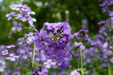 Beautiful Purple Flowers found in the forest