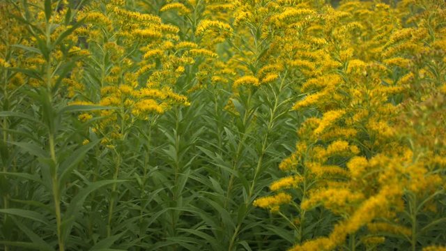 Close-up of blooming ragweed in the wind in the fall. Recorded in Raw on Blackmagic camera.