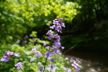 Obraz premium Beautiful Purple Flowers found in the forest