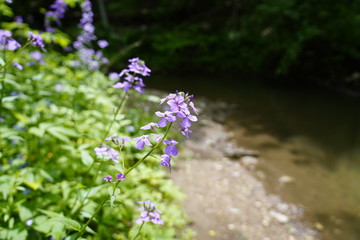 Beautiful Purple Flowers found in the forest