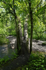 A beautiful nature walk in a Forest in the Summer