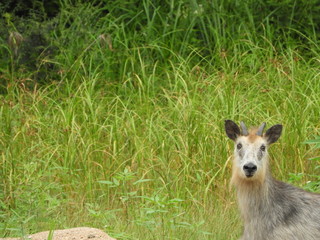二ホンカモシカ