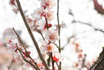 Japanese apricots flowers in Japan. New Years image. Ratio postcard.(112-1)