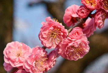 Japanese apricots flowers in Japan. New Years image. Ratio postcard.(119-1)