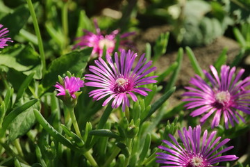 Obraz premium 松葉菊の花