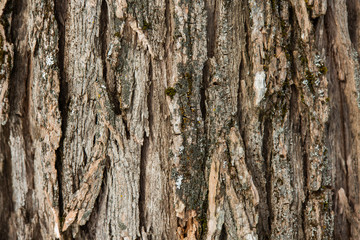 old tree bark