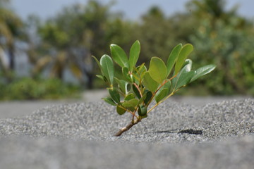 plant in the sand on the beach