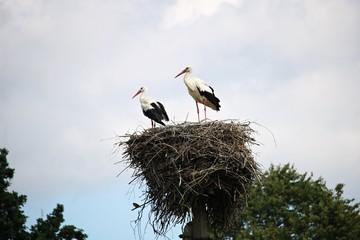 A family of storks in a nest built of dry rods on a high pole