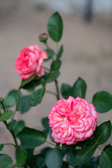 Pink Antique roses