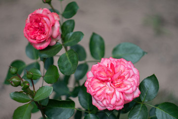 Pink Antique roses