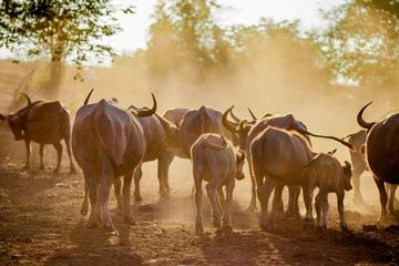 Blurred wallpaper (buffalo flocks) that live together, many of which are walking for food, natural beauty, are animals that are used to farm for agriculture, rice farming.