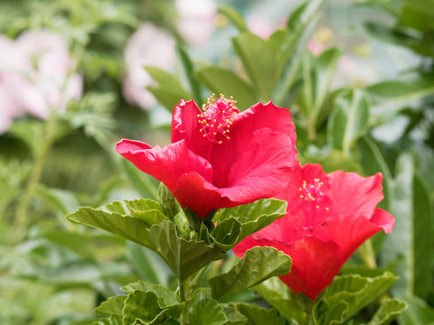 L'hibiscus Rose de Chine, un petit arbuste ornemental à fleurs de couleur rouge vif, aux longues étamines, au feuillage vert brillant (Hibiscus rosa-sinensis)