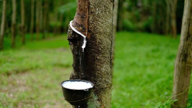 Fresh milky Latex flows from para rubber tree into a plastic bowl